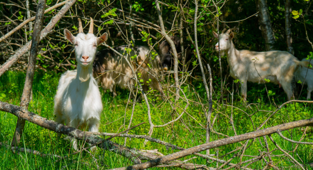 Eine Ziegenherde im Wald